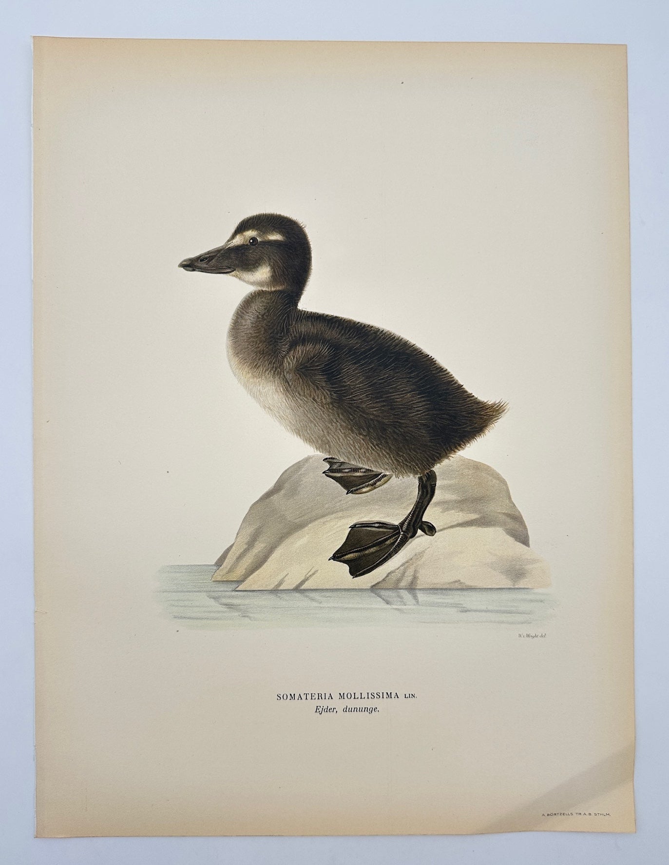 Antique Bird Print - Magnus von Wright - Somateria Mollissima - Eider Duck - F5