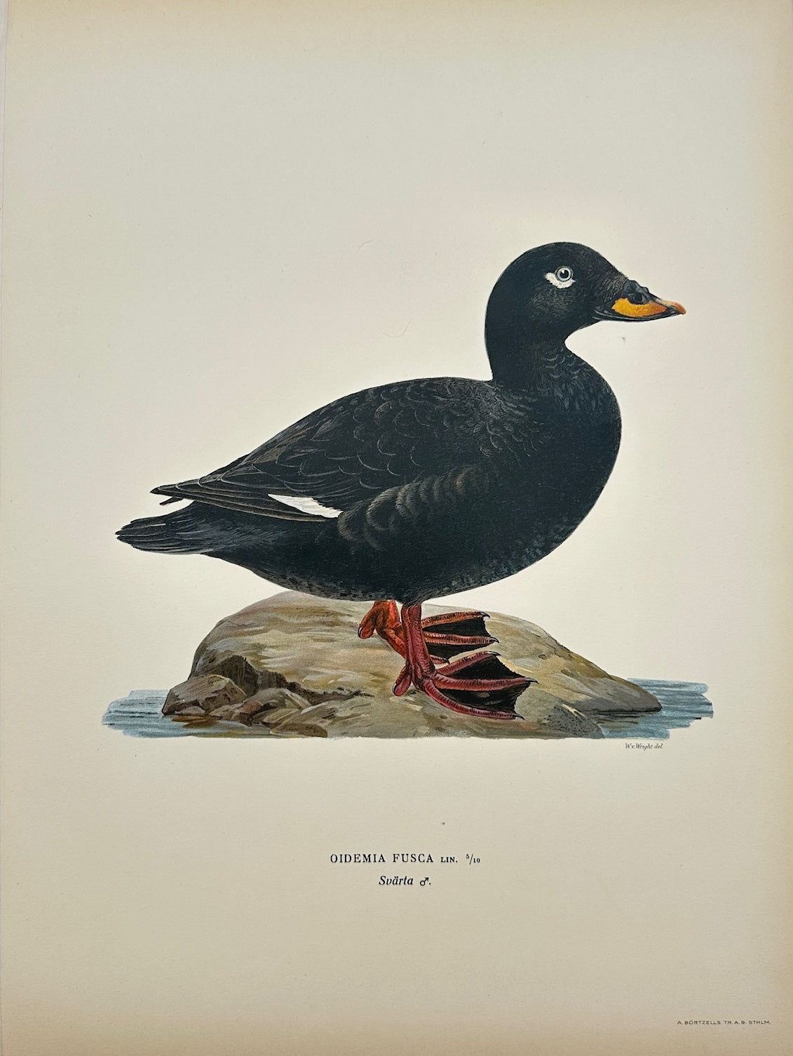 Antique Bird Print - Magnus von Wright - Oidemia Fusca - Velvet Scoter - F5