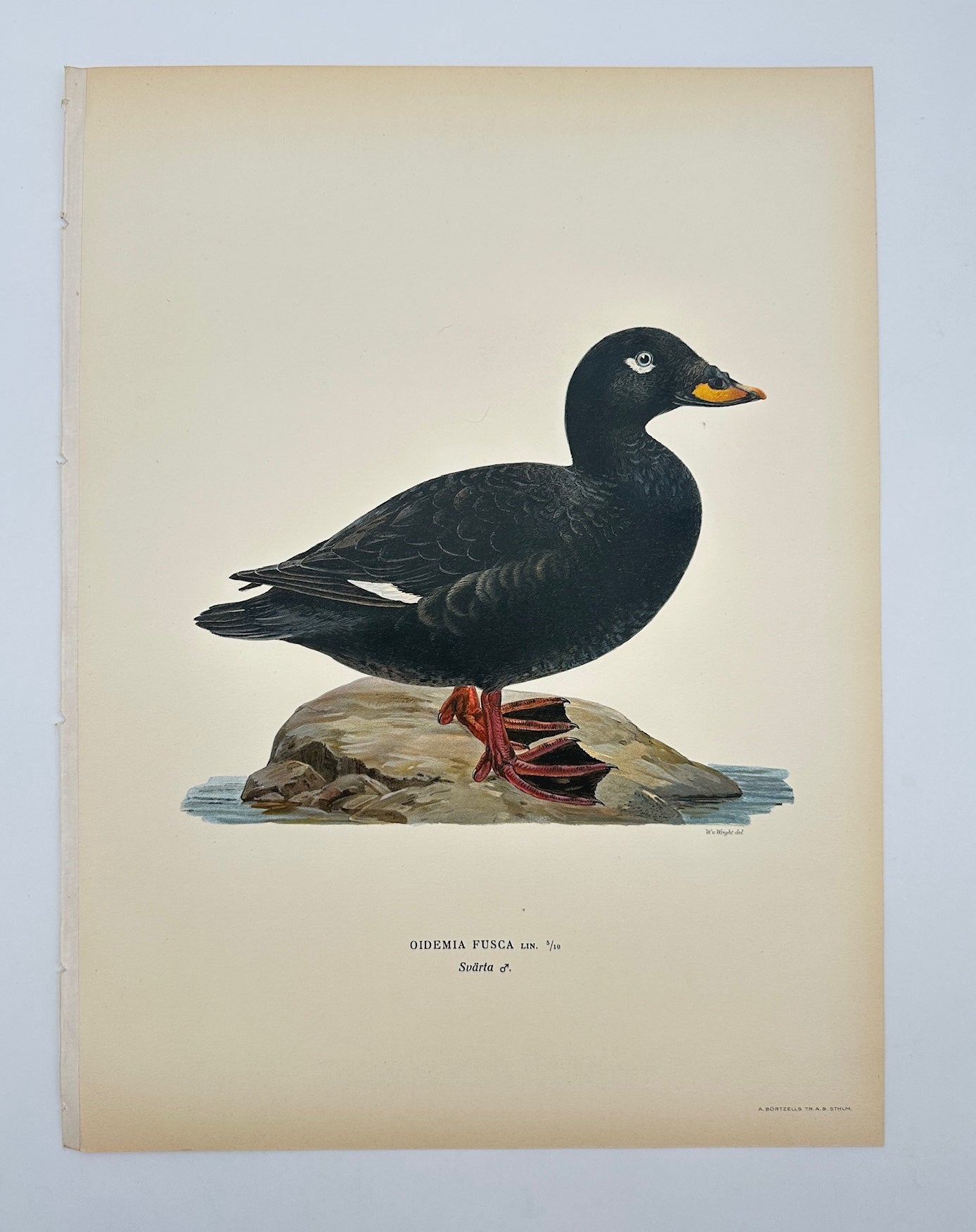 Antique Bird Print - Magnus von Wright - Oidemia Fusca - Velvet Scoter - F5