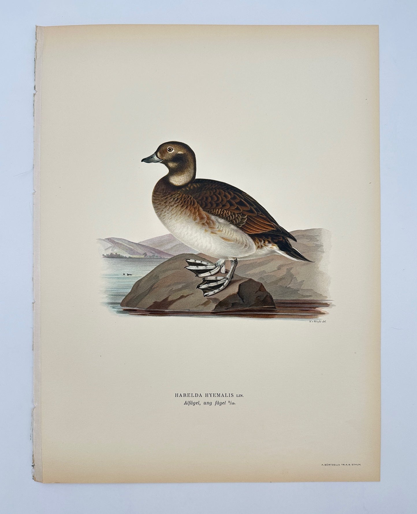 Antique Print - Magnus von Wright - Harelda Hyemalis - Long-tailed Duck - F5
