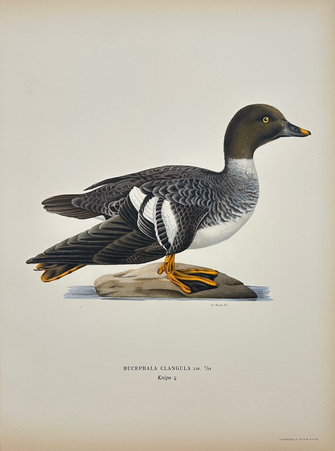 Antique Print - Magnus von Wright - Bucephala Clangula - Common Goldeneye - F5