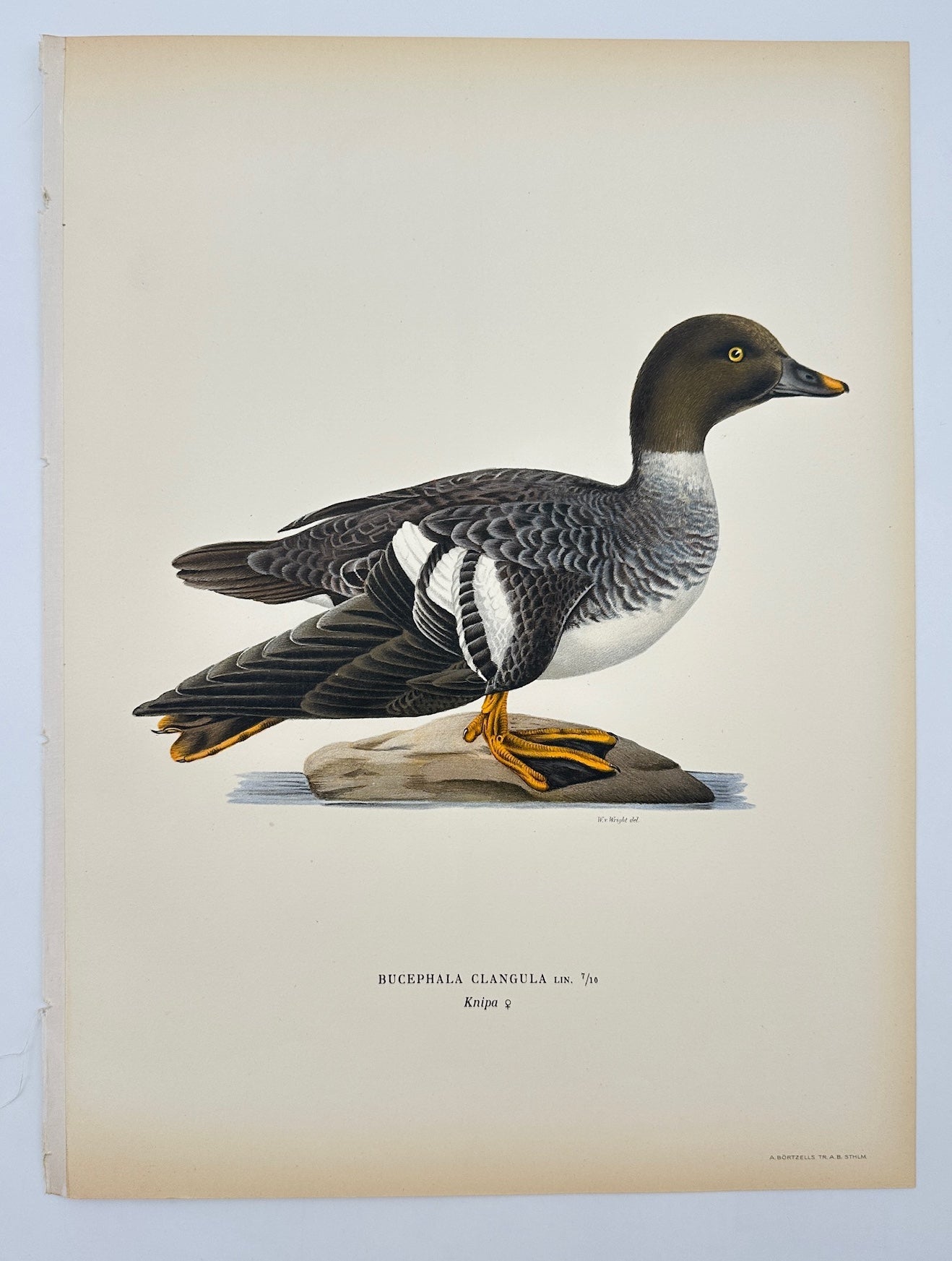 Antique Print - Magnus von Wright - Bucephala Clangula - Common Goldeneye - F5