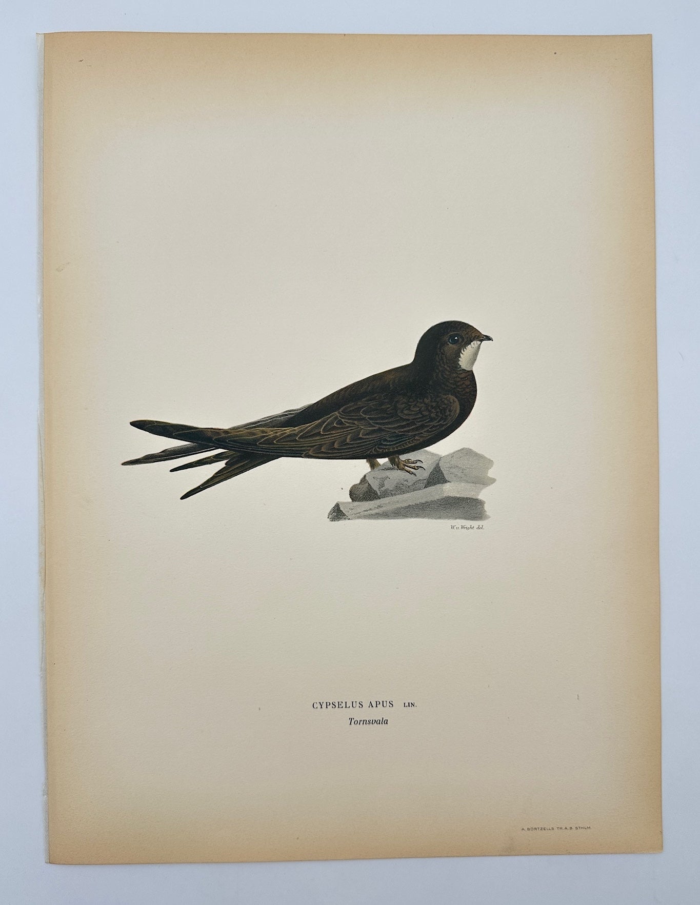 Antique Bird Print - Magnus von Wright - Cypselus Apus - Common Swift - F5