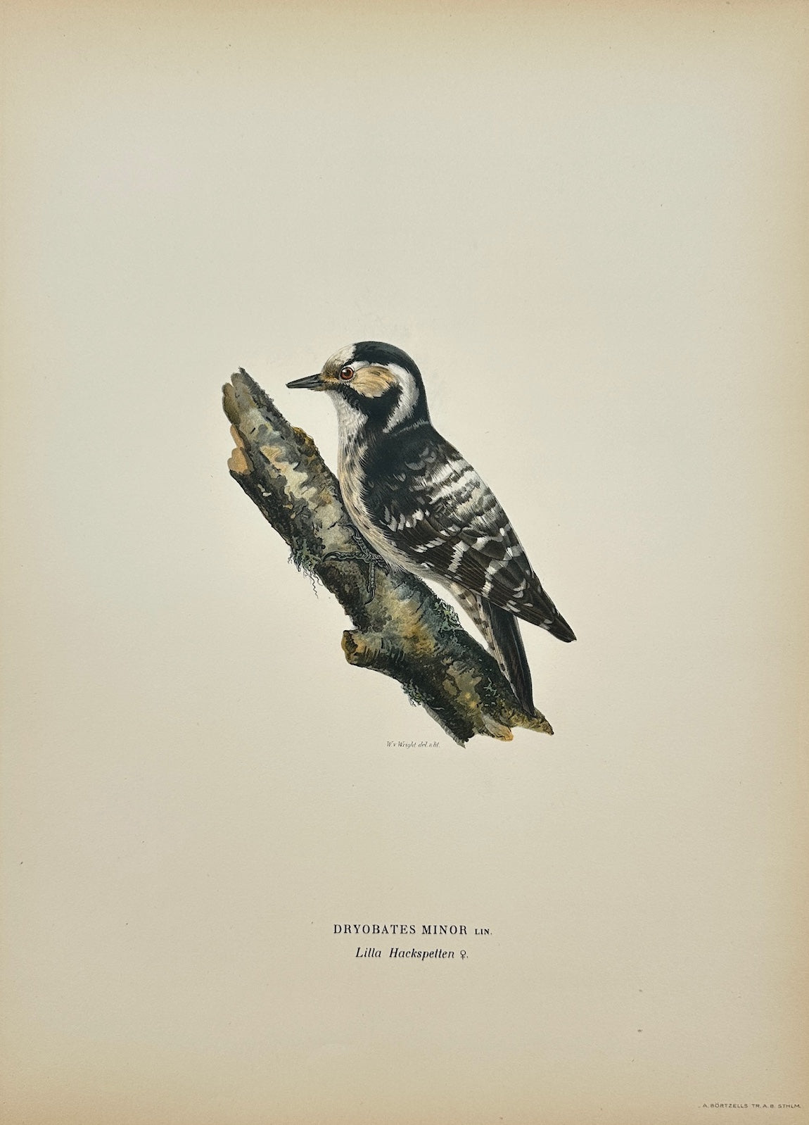Original Antique Bird Print - Dryobates Minor - Lesser Spotted Woodpecker - F5