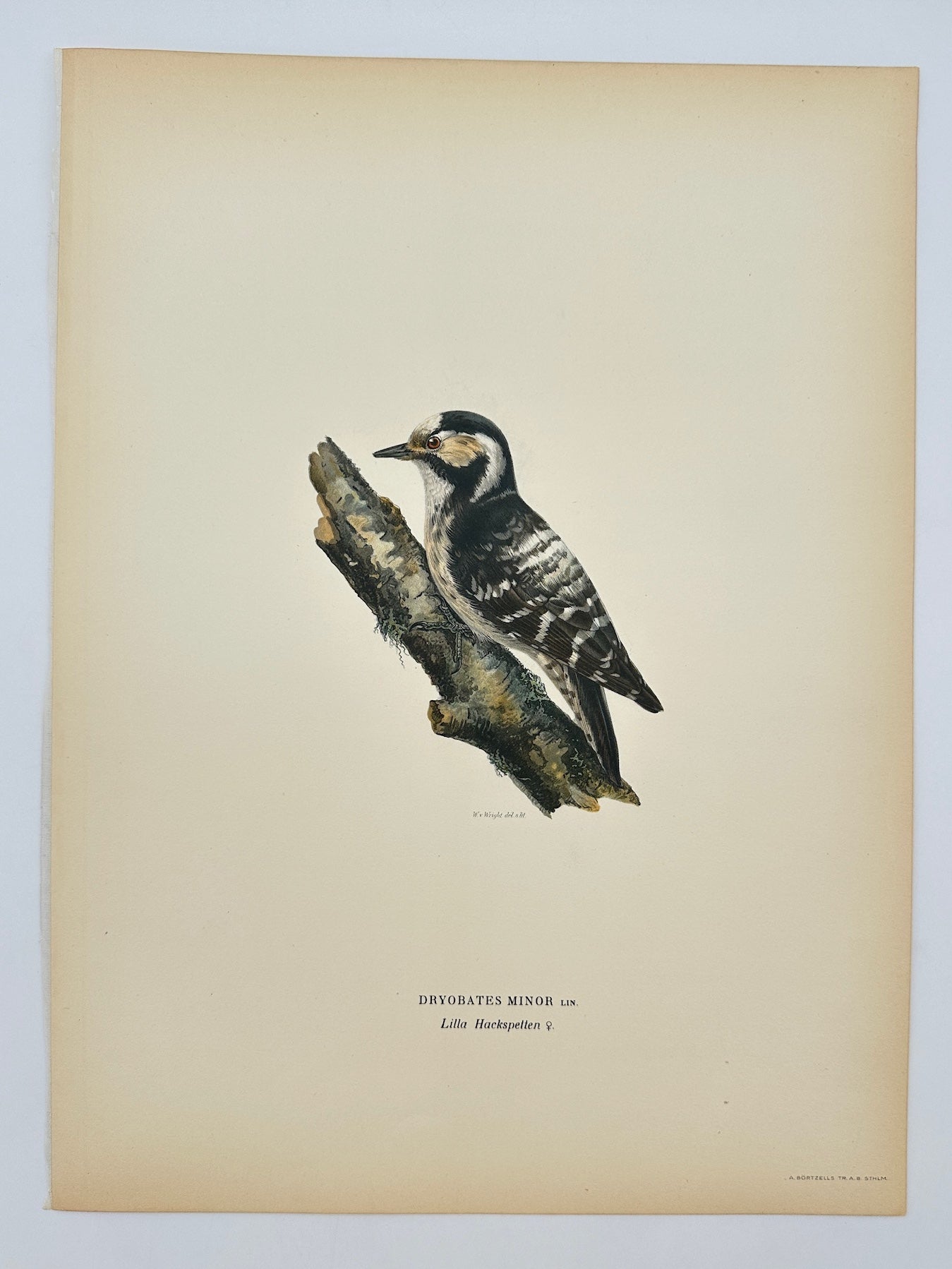 Original Antique Bird Print - Dryobates Minor - Lesser Spotted Woodpecker - F5