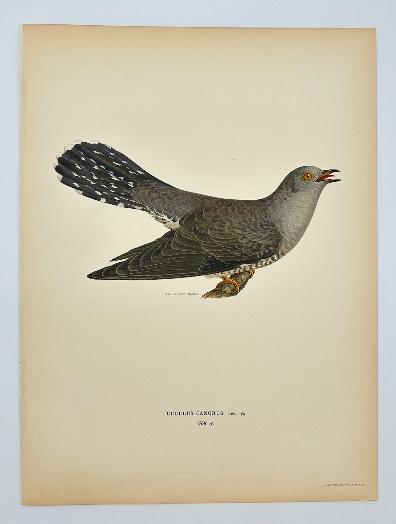 Antique Bird Print - Magnus von Wright - Cuculus Canorus - Common Cuckoo - F5