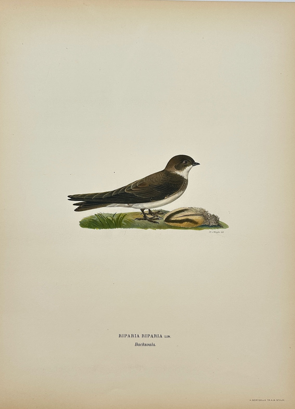 Antique Bird Print - Magnus von Wright - Riparia Riparia - Sand Martin - F5