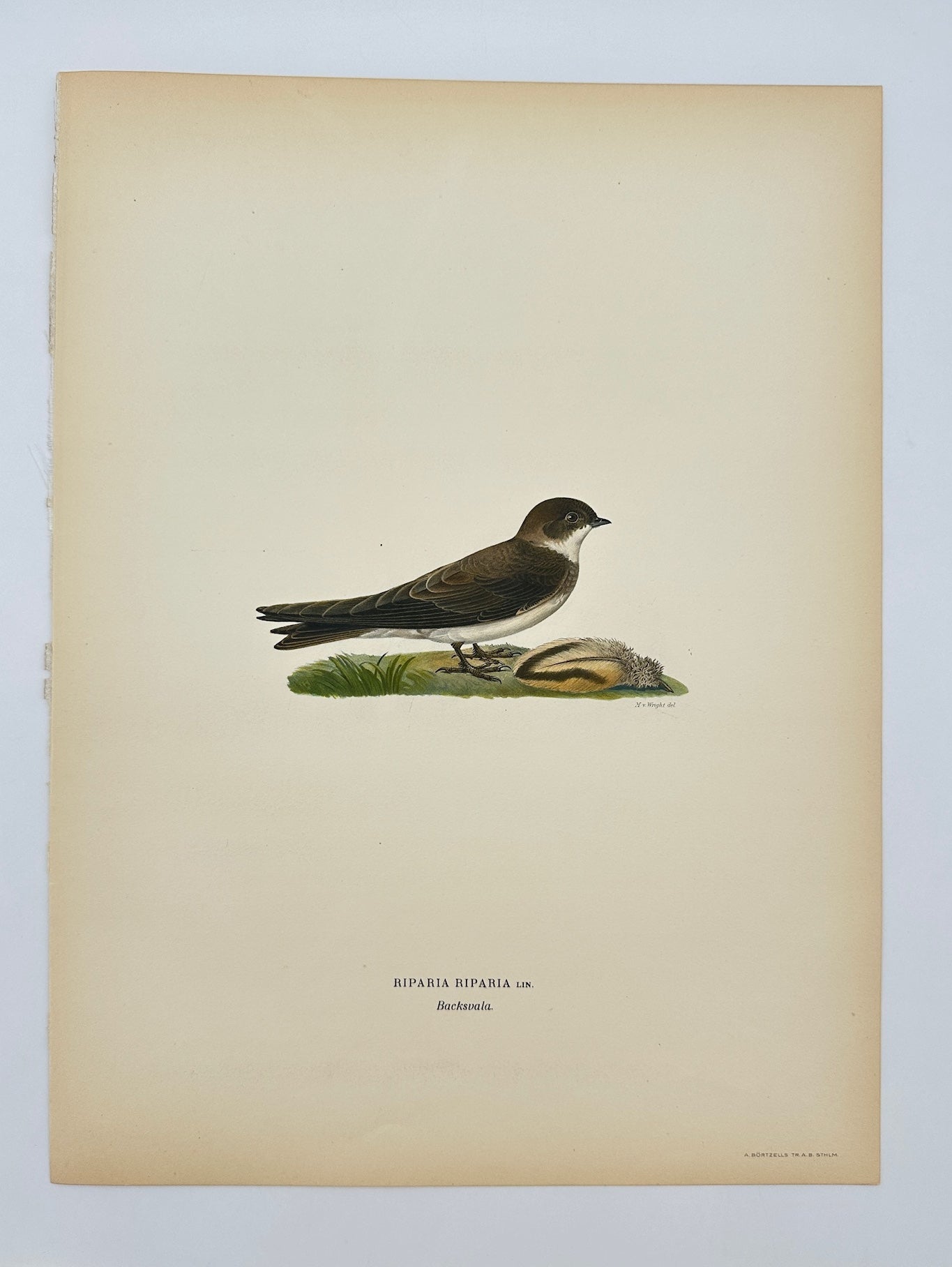 Antique Bird Print - Magnus von Wright - Riparia Riparia - Sand Martin - F5