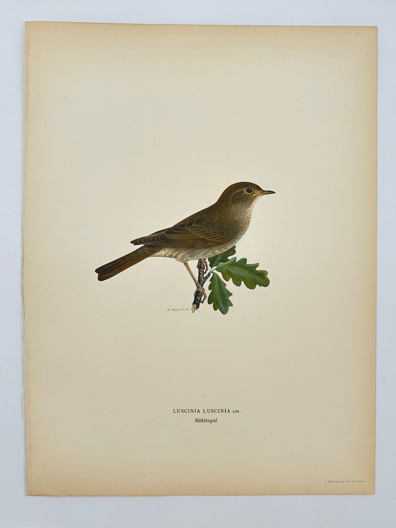 Antique Print - Magnus von Wright - Luscinia Luscinia - Common Nightingale - F5