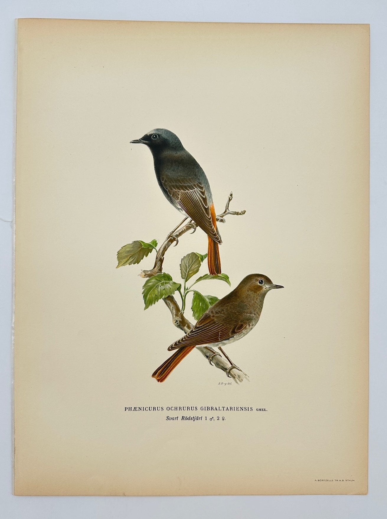 Antique Bird Print - Phaenicurus Ochruros Gibraltariensis - Black Redstart - F5