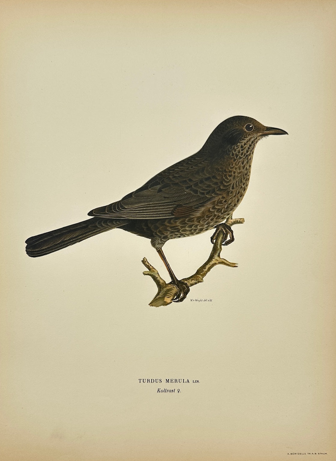 Antique Bird Print - Magnus von Wright - Turdus Merula - Common Blackbird - F5