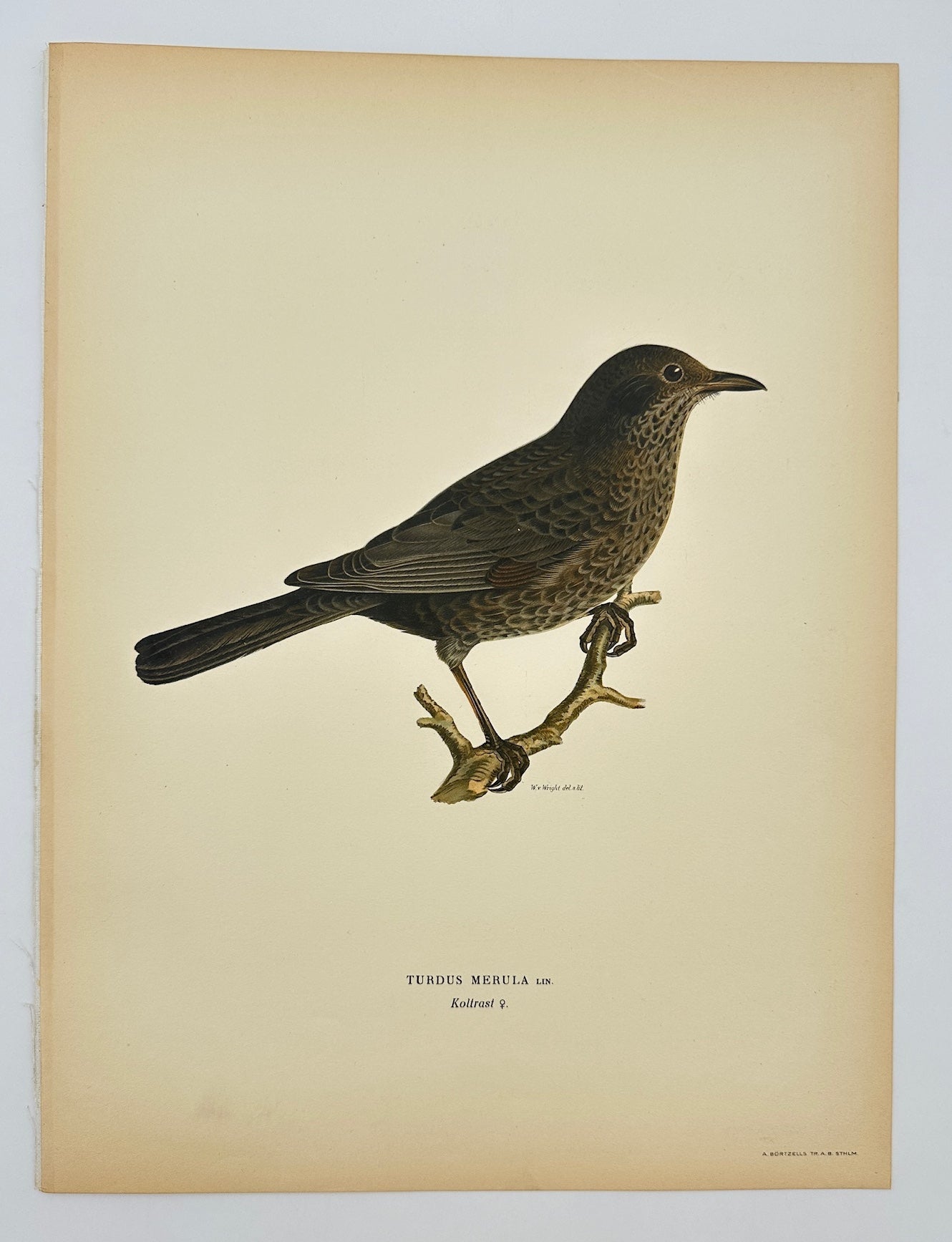 Antique Bird Print - Magnus von Wright - Turdus Merula - Common Blackbird - F5
