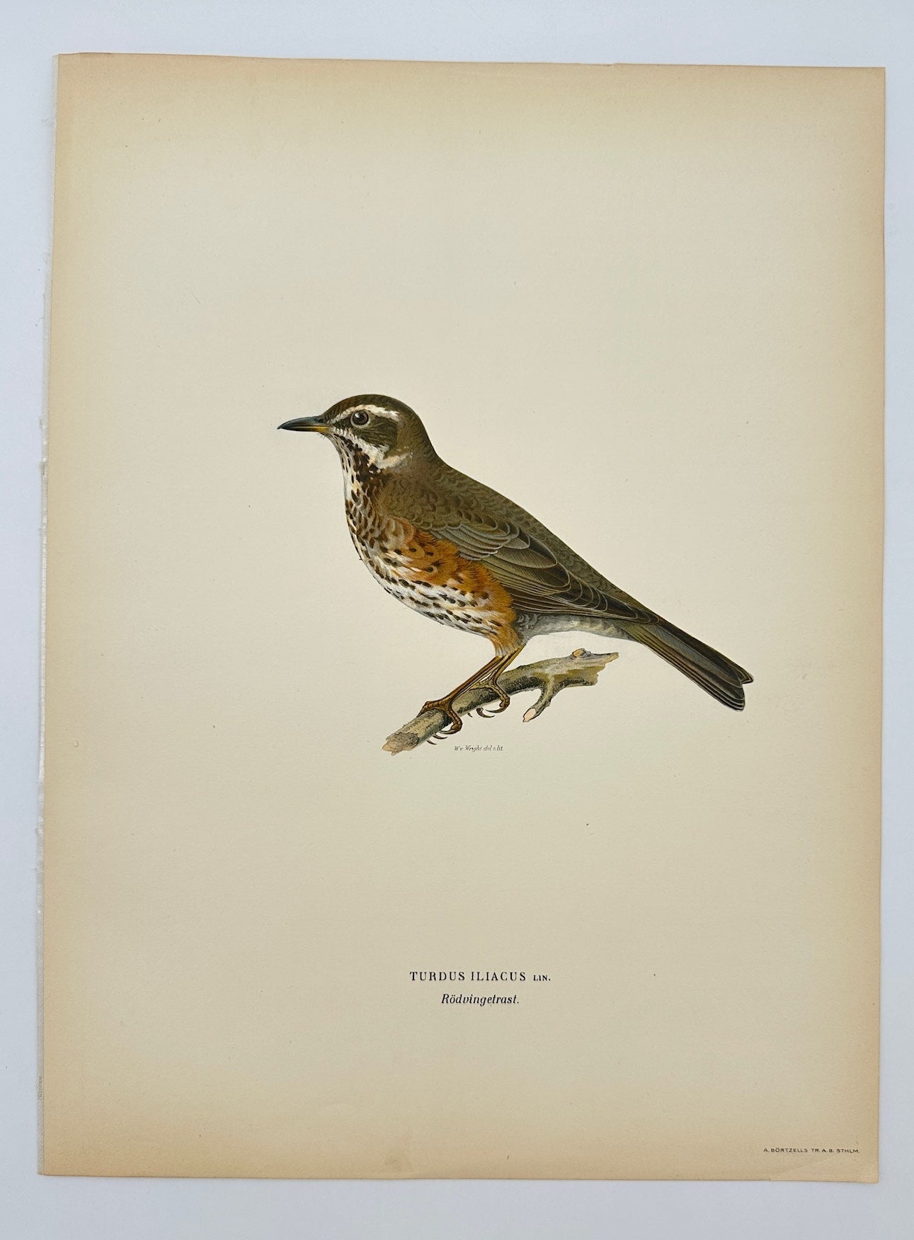 Original Antique Bird Print - Magnus von Wright - Turdus Iliacus - Redwing - F5