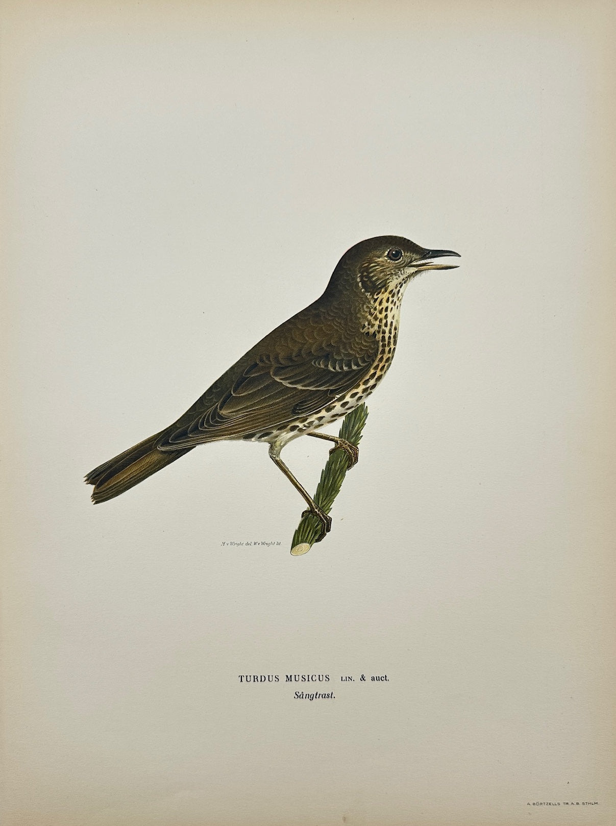Antique Bird Print - Magnus von Wright - Turdus Musicus - Song Thrush - F5