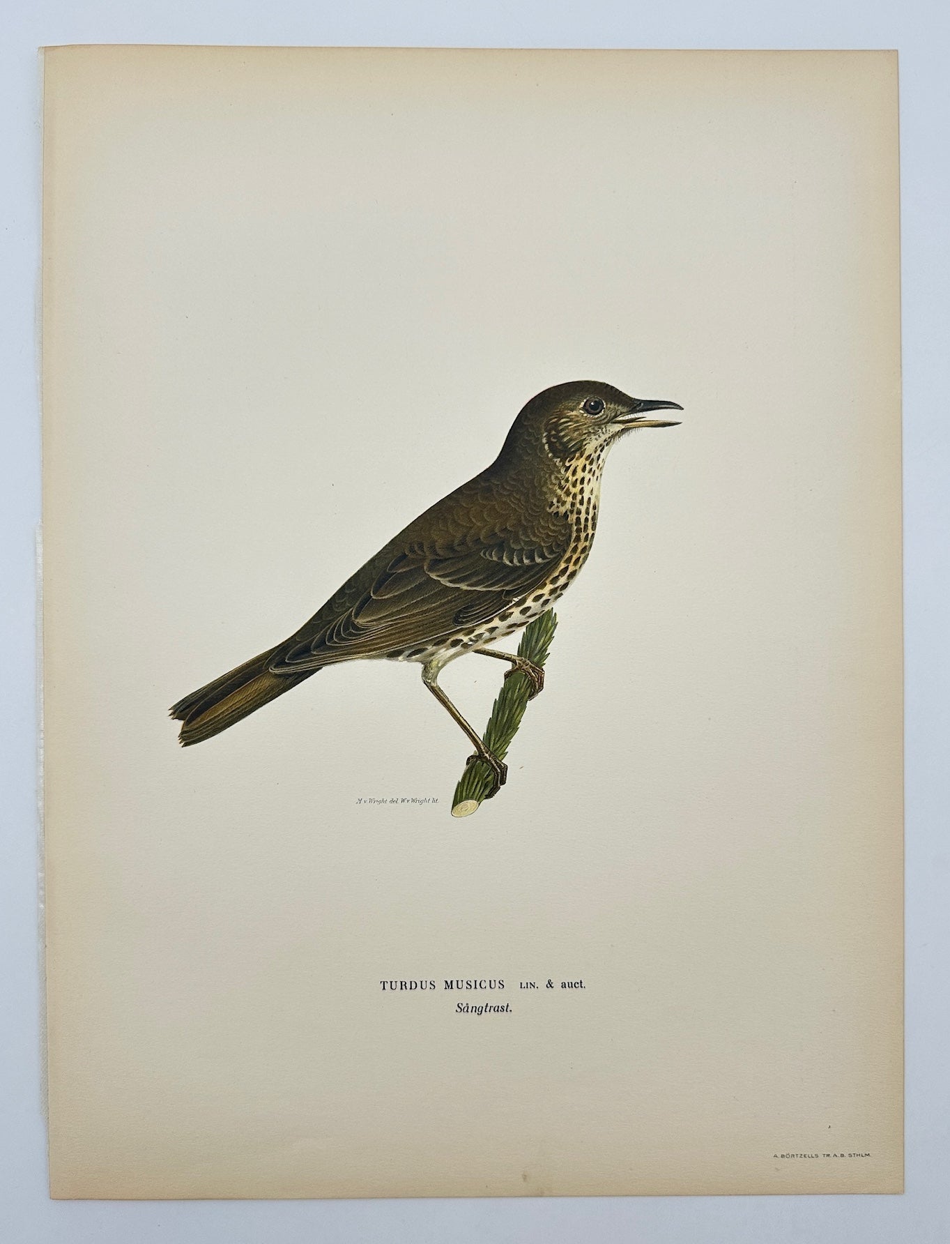 Antique Bird Print - Magnus von Wright - Turdus Musicus - Song Thrush - F5