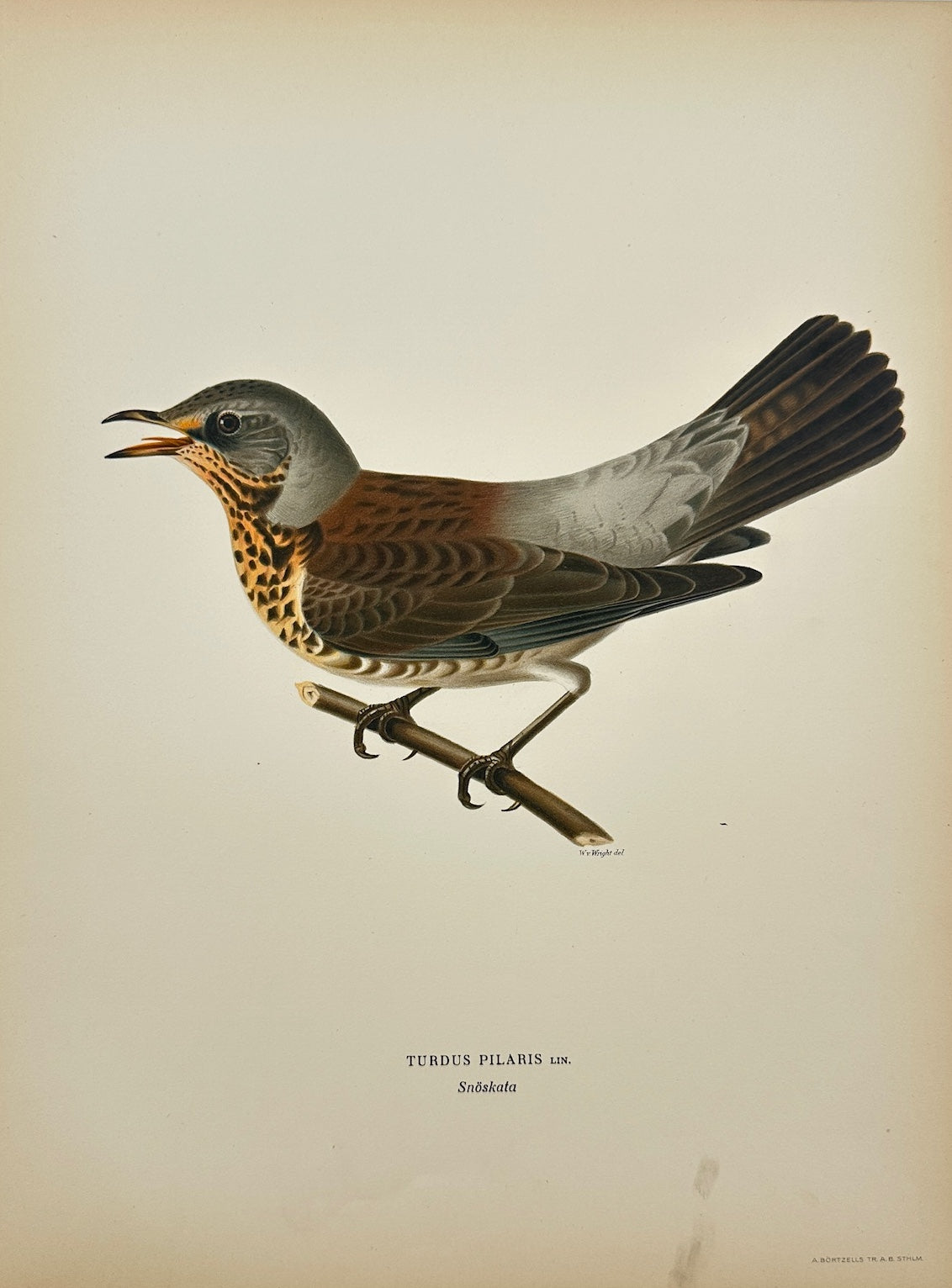 Antique Bird Print - Magnus von Wright - Turdus Pilaris - Fieldfare - F5