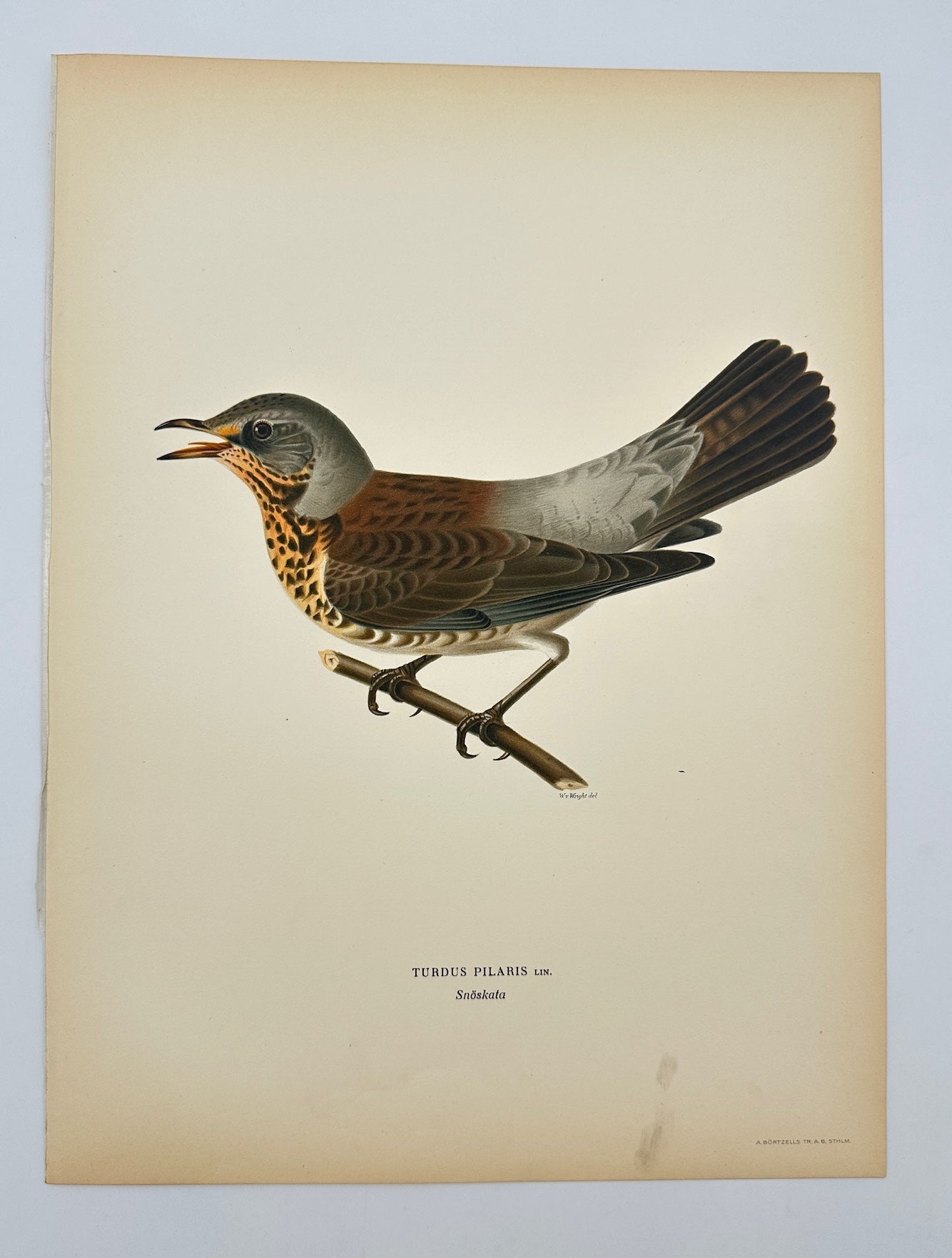 Antique Bird Print - Magnus von Wright - Turdus Pilaris - Fieldfare - F5