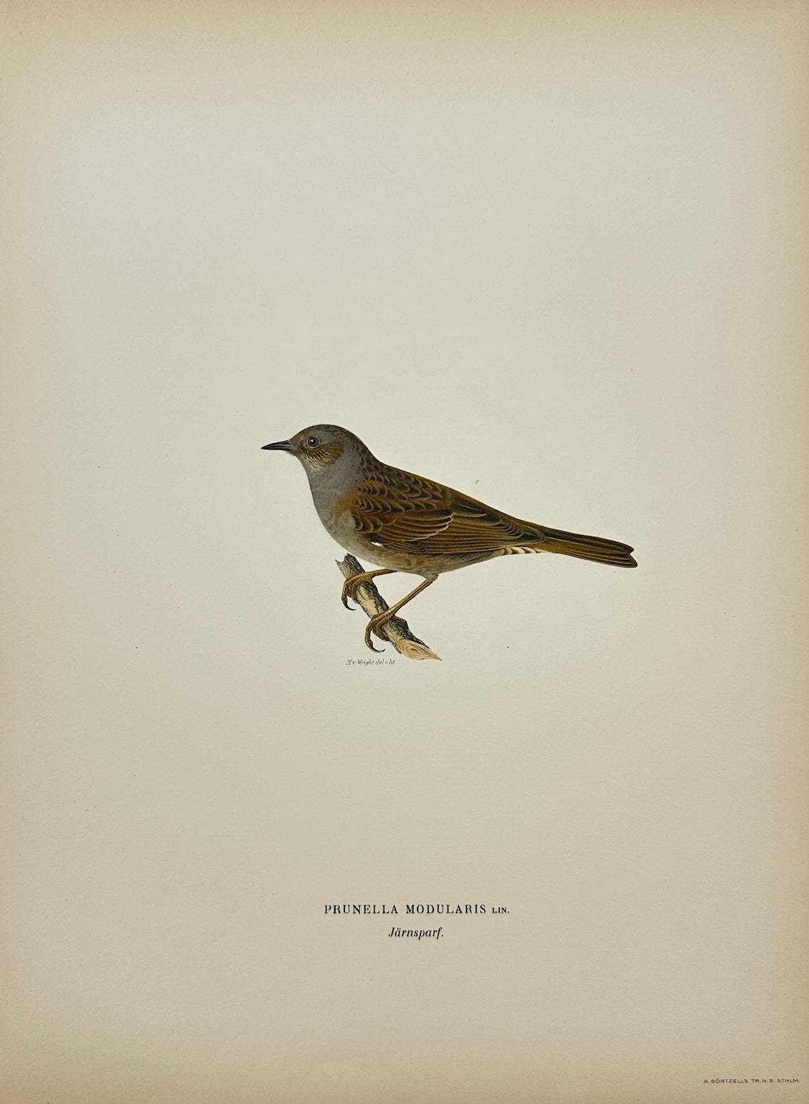 Antique Bird Print - Magnus von Wright - Prunella Modularis - Dunnock - F5