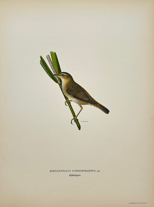 Antique Bird Print - Acrocephalus Schoenobaenus - Sedge Warbler - F5