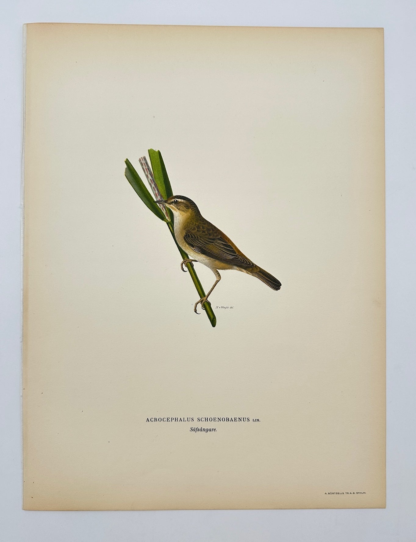 Antique Bird Print - Acrocephalus Schoenobaenus - Sedge Warbler - F5