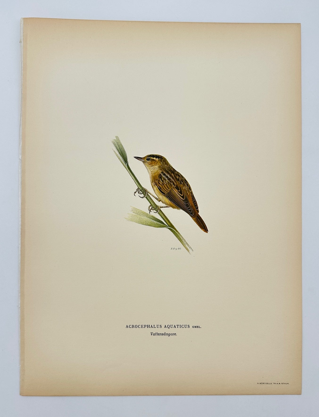 Antique Bird Print - Von Wright - Acrocephalus Aquaticus - Aquatic Warbler - F5