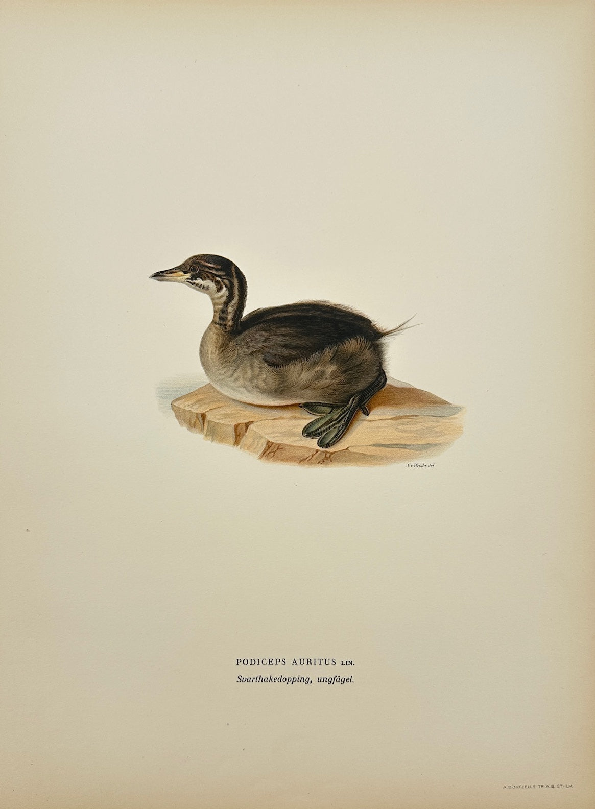 Antique Print - Magnus Von Wright - Podiceps Auritus - Horned Grebe - F5