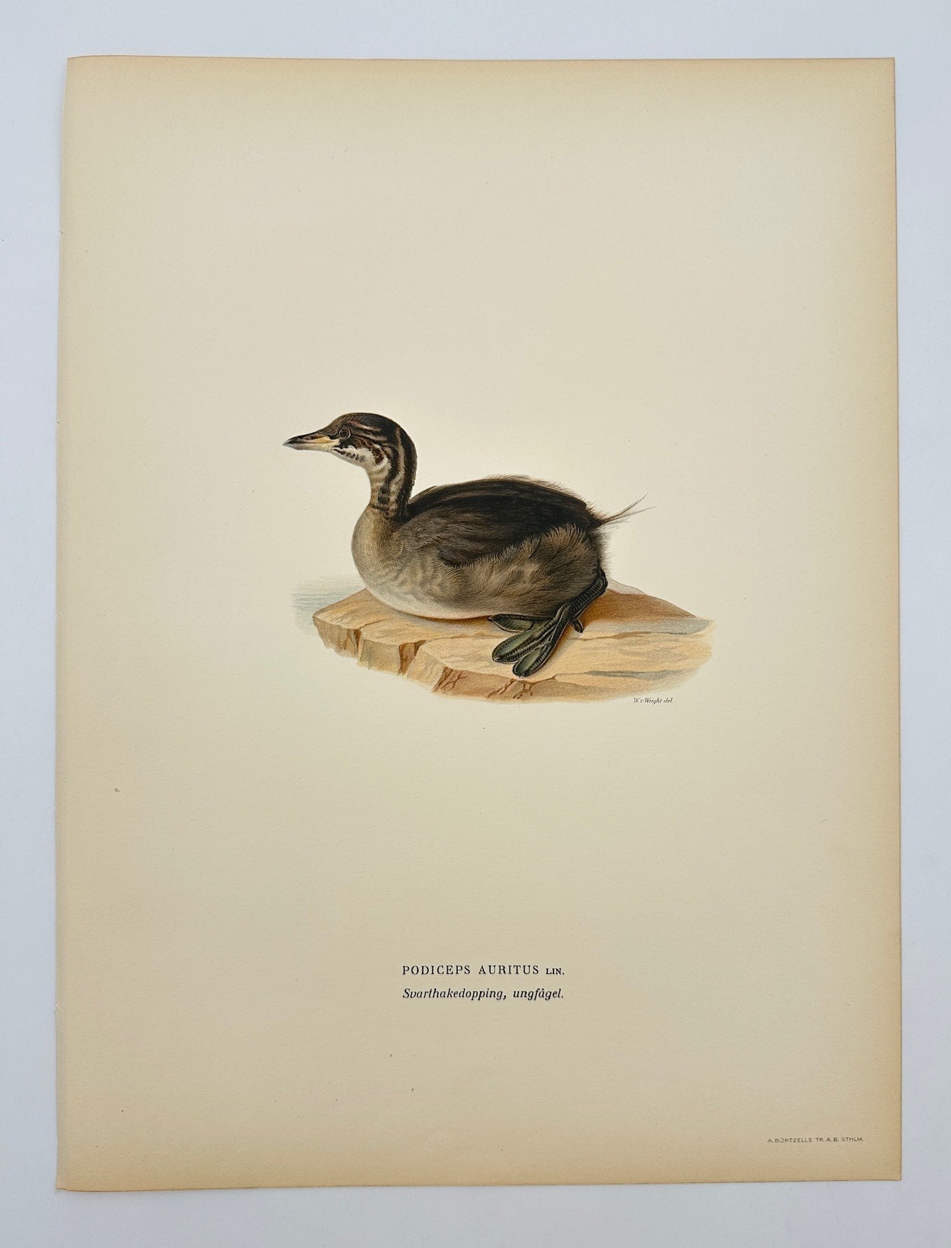 Antique Print - Magnus Von Wright - Podiceps Auritus - Horned Grebe - F5