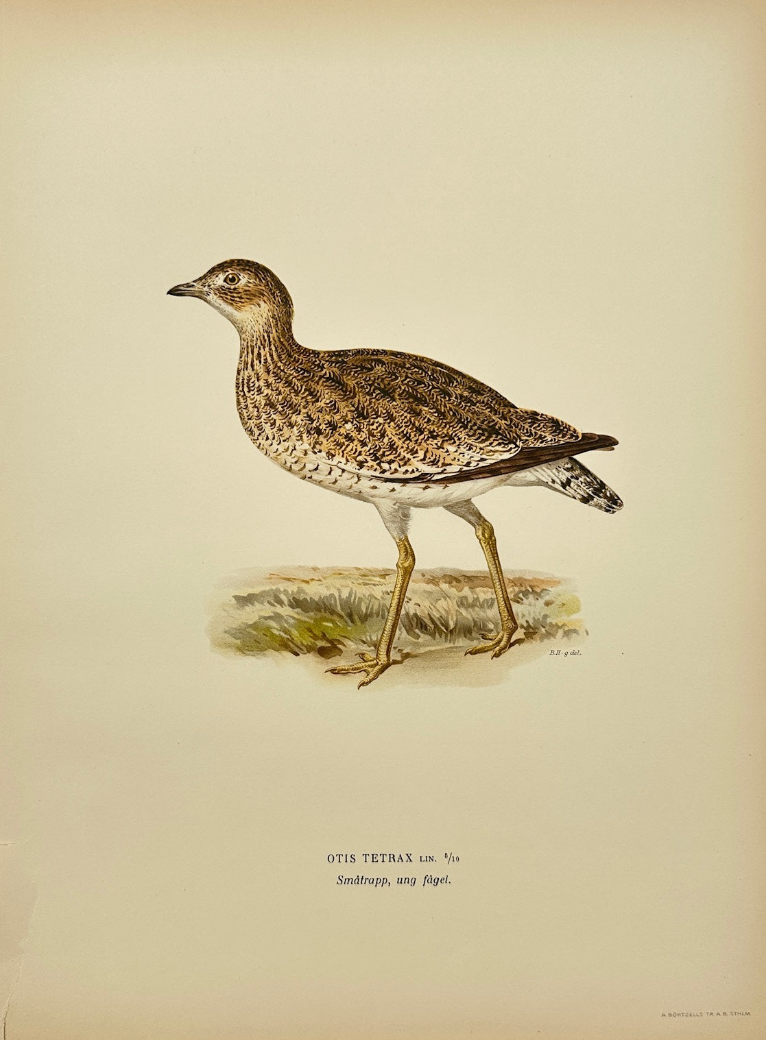 Antique Bird Print - Magnus Von Wright - Otis Tetrax - Great Bustard - F5