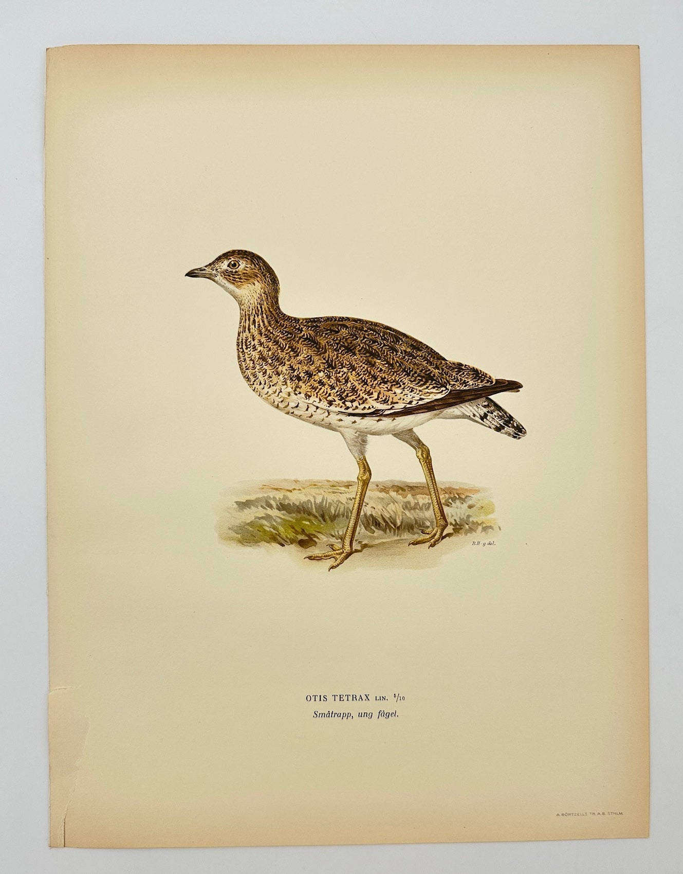 Antique Bird Print - Magnus Von Wright - Otis Tetrax - Great Bustard - F5