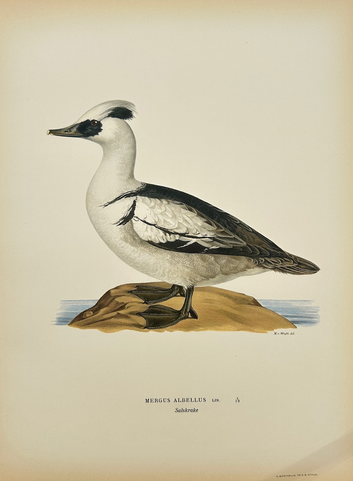 Antique Bird Print - Magnus von Wright - Mergus Albellus - Smew - F5