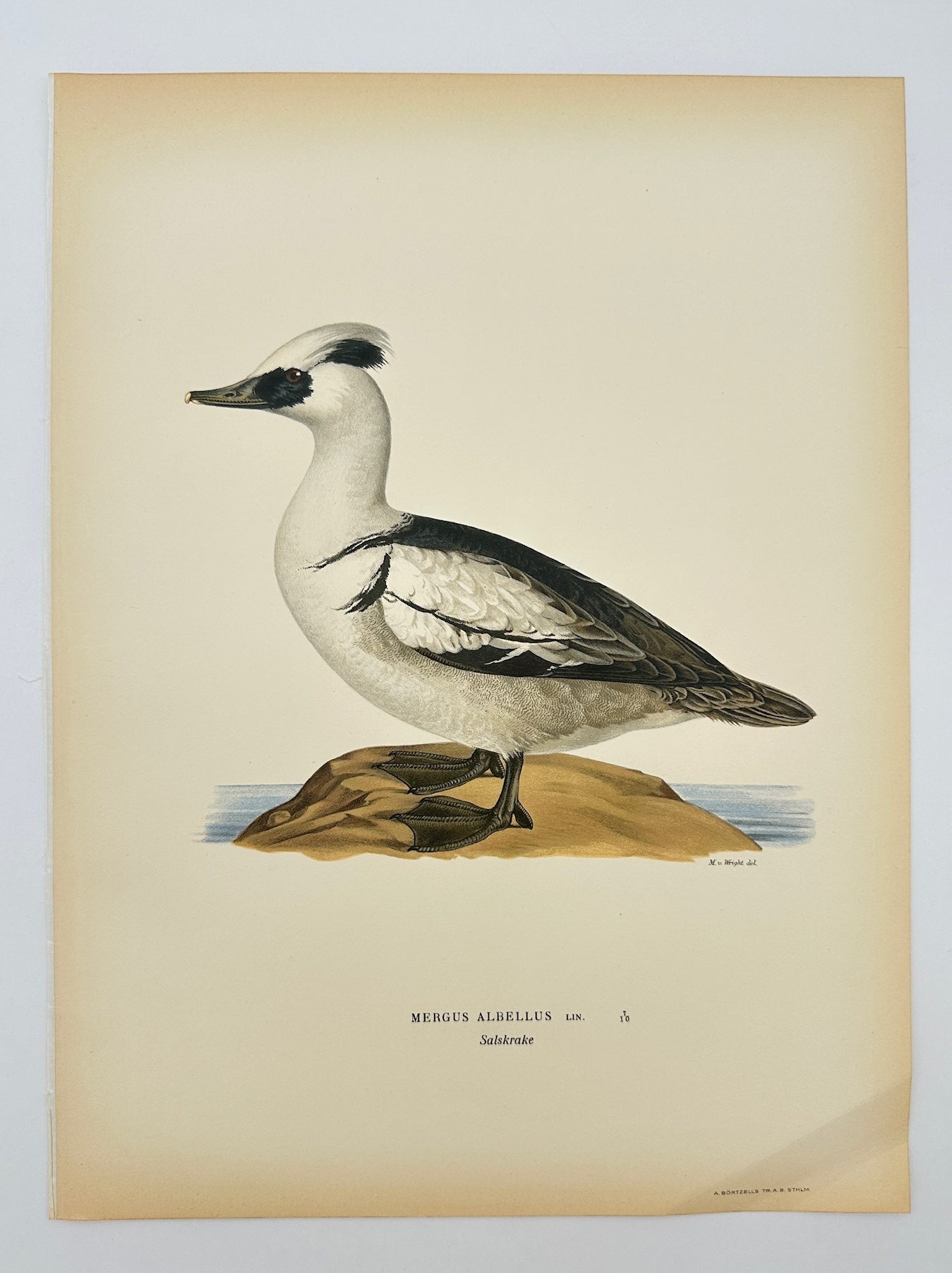 Antique Bird Print - Magnus von Wright - Mergus Albellus - Smew - F5