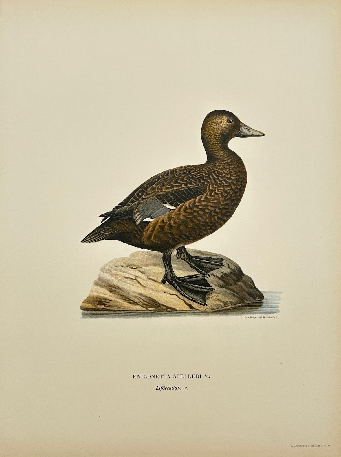 Antique Print - Von Wright - Eniconetta Stellieri - Steller's Eider - F5