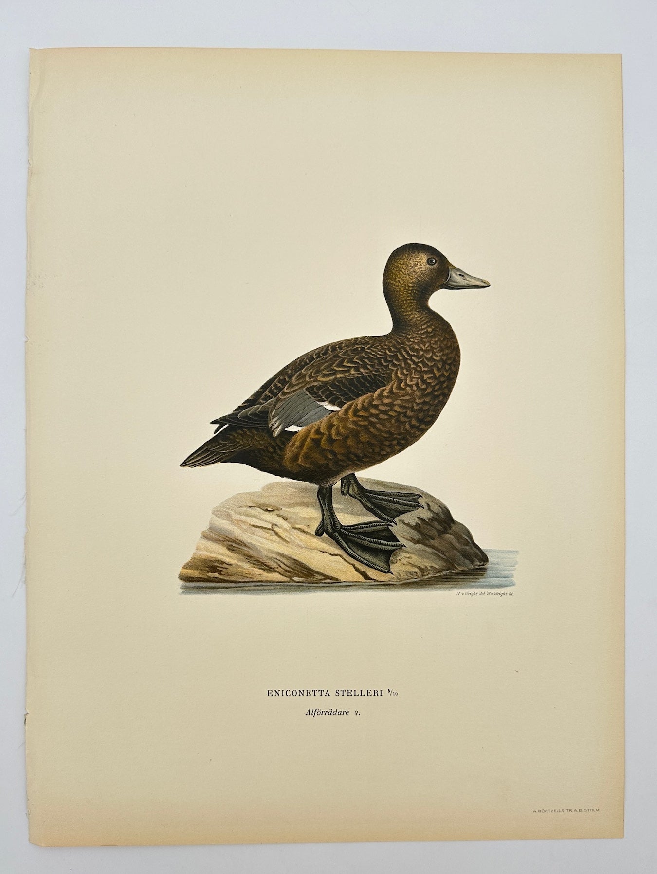 Antique Print - Von Wright - Eniconetta Stellieri - Steller's Eider - F5