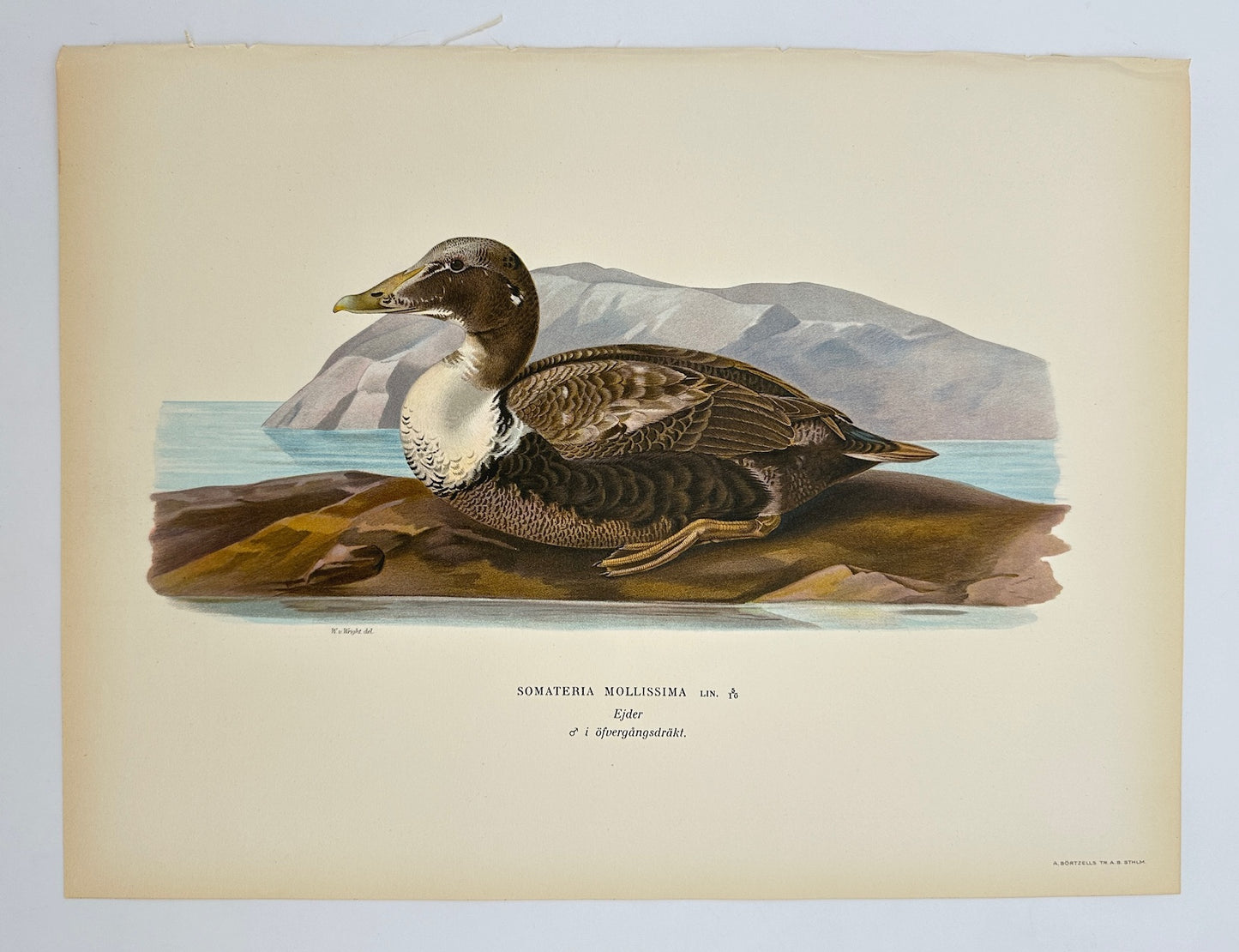Antique Print - Magnus von Wright - Somateria Mollissima - Common Eider - F5