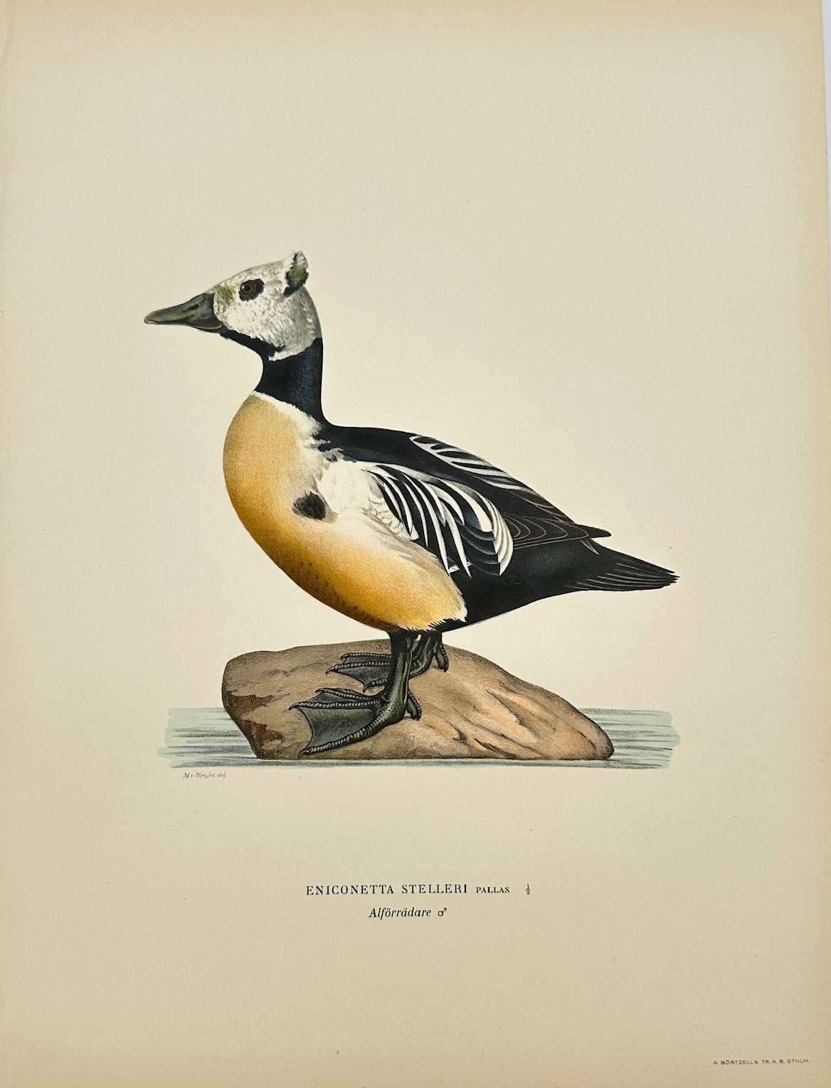 Antique Print - Magnus von Wright - Eniconetta Stelleri - Steller's Eider - F5