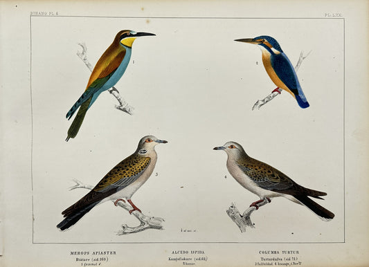 Antique Bird Print - Bee-eater - Kingfisher - European Turtle Dove - F5