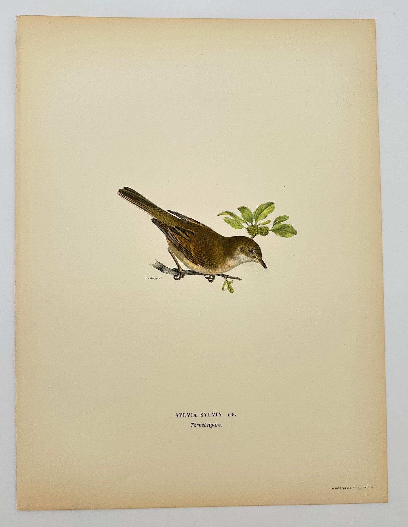 Antique Bird Print - Magnus Von Wright - Sylvia Sylvia - Common Whitethroat - F5