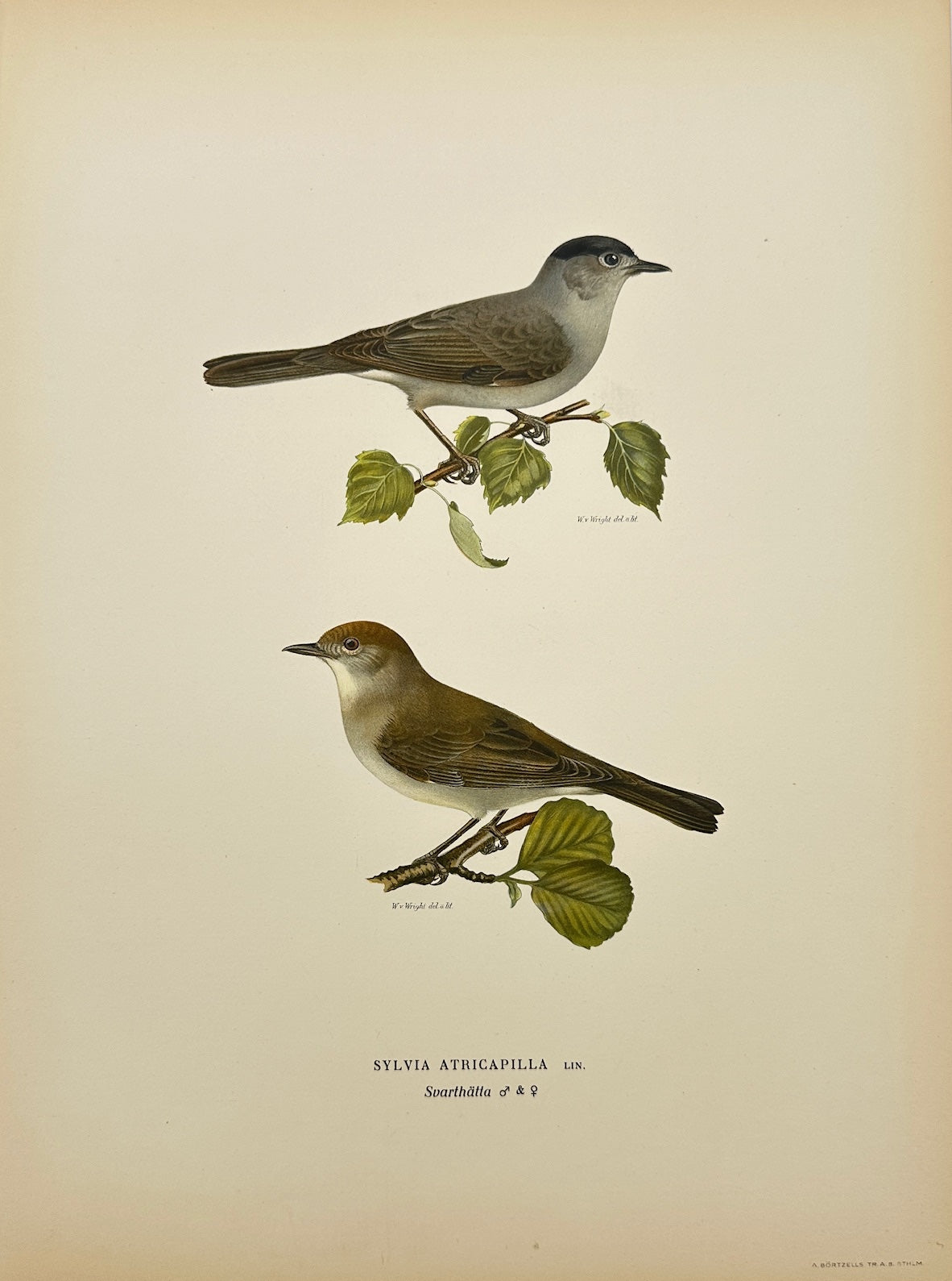 Antique Bird Print - Von Wright - Sylvia Atricapilla - Eurasian Blackcap - F5