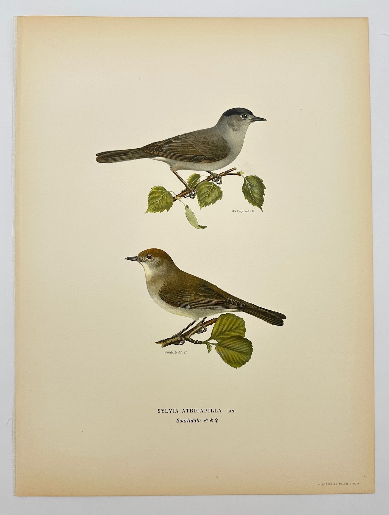 Antique Bird Print - Von Wright - Sylvia Atricapilla - Eurasian Blackcap - F5