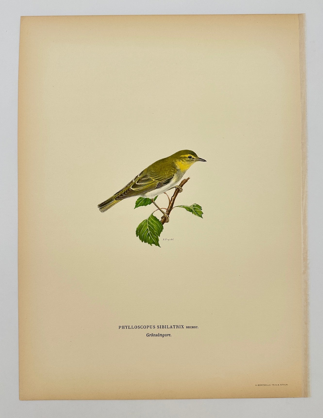 Antique Bird Print - Von Wright - Phylloscopus Sibilatrix - Wood Warbler - F5