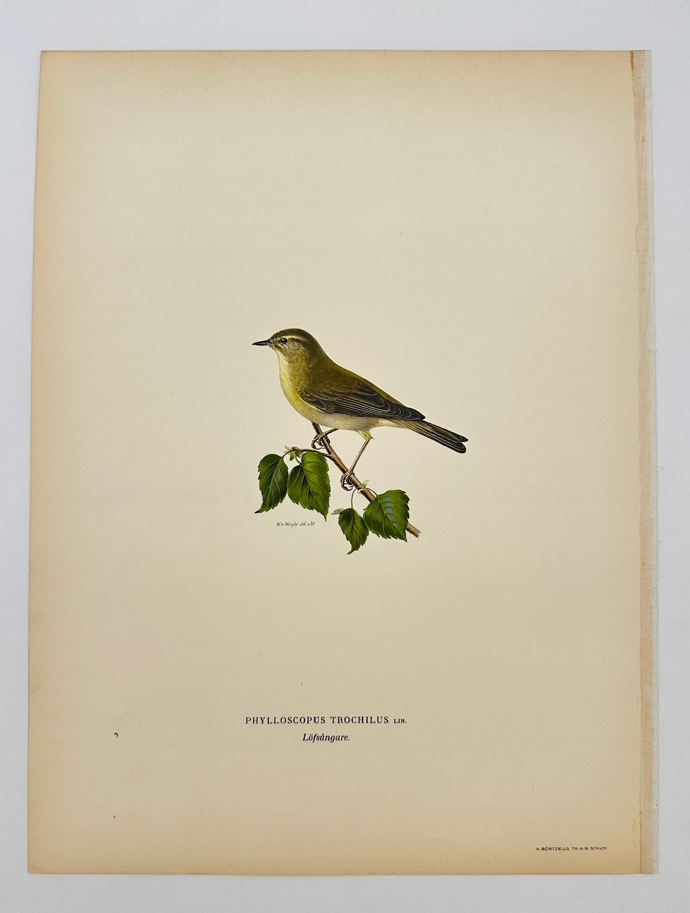 Antique Bird Print - Von Wright - Phylloscopus Trochilus - Willow Warbler - F5