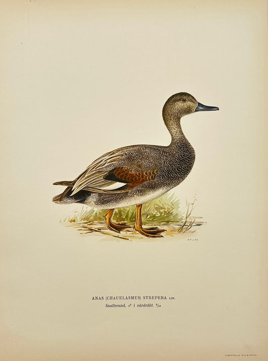 Antique Bird Print - Anas (Chauelasmus) Strepera - Australian Shoveler - F5