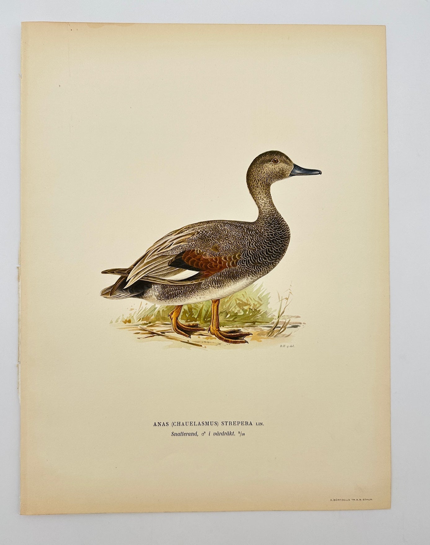 Antique Bird Print - Anas (Chauelasmus) Strepera - Australian Shoveler - F5