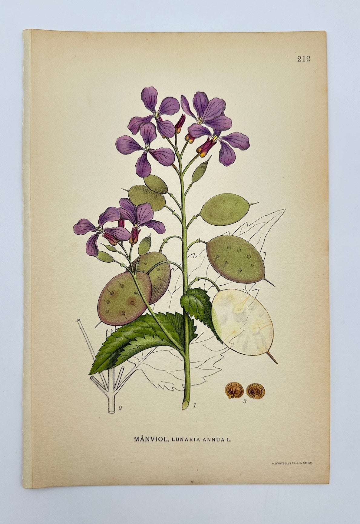 Original Antique Print - Carl Lindman - Annual Honesty - Lunaria Annua - F4