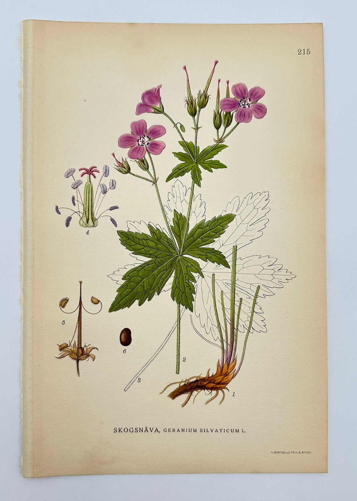 Antique Print - Carl Lindman - Geranium Silvaticum - Wood Cranesbill - F4