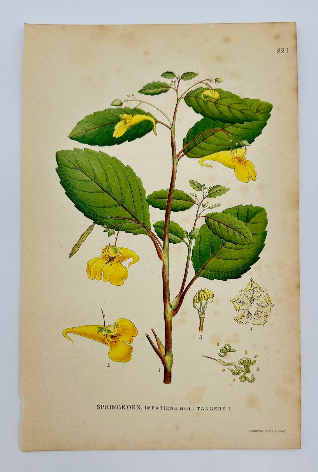 Antique Print - Carl Lindman - Touch-me-not Balsam - Impatiens Noli-tangere - F4