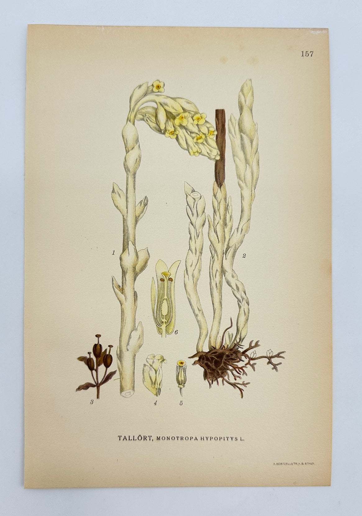 Antique Print - Carl Lindman - Yellow Bird's-nest - Monotropa Hypopitys - F4