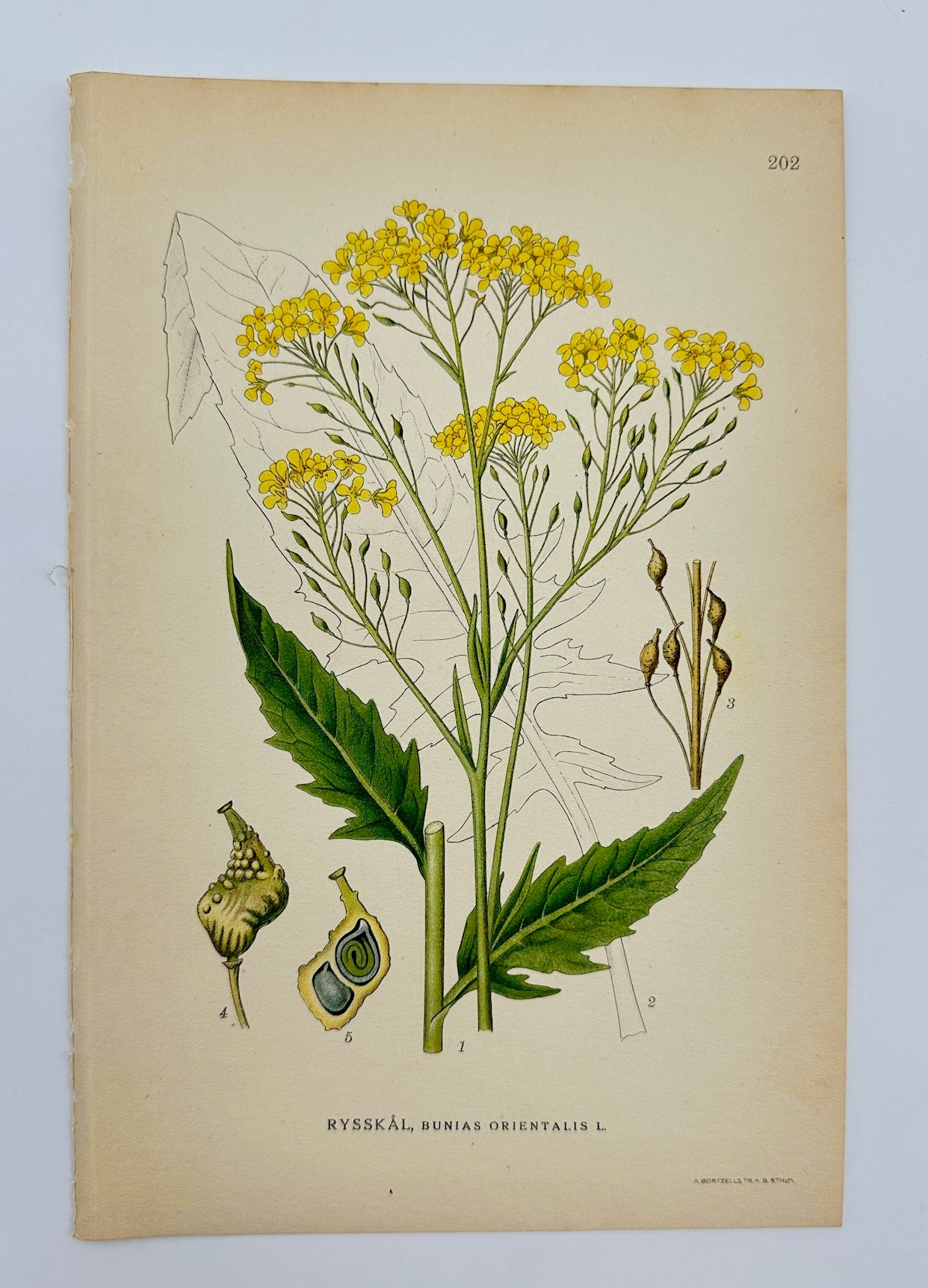 Antique Print - Carl Lindman - Turkish Wartycabbage - Bunias Orientalis - F4