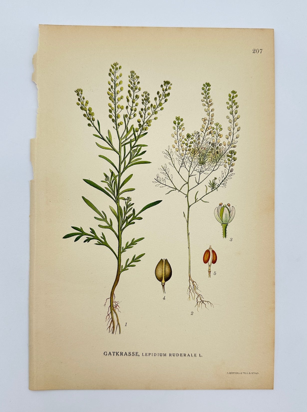 Antique Print - Carl Lindman - Narrow-leaved Pepperwort - Lepidium Ruderale - F4