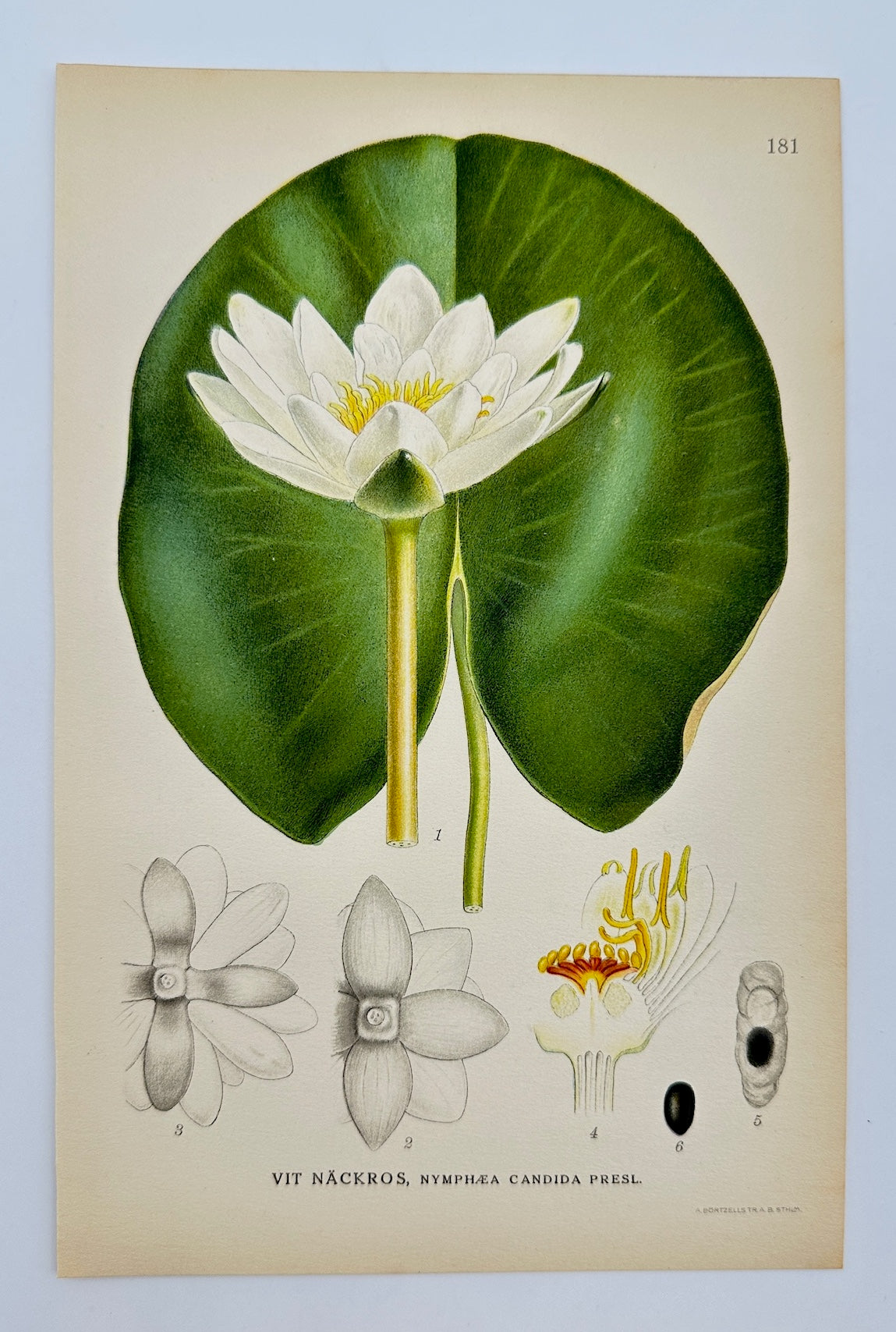 Antique Print - Carl Lindman - White Water Lily - Nymphaea Candida - F4